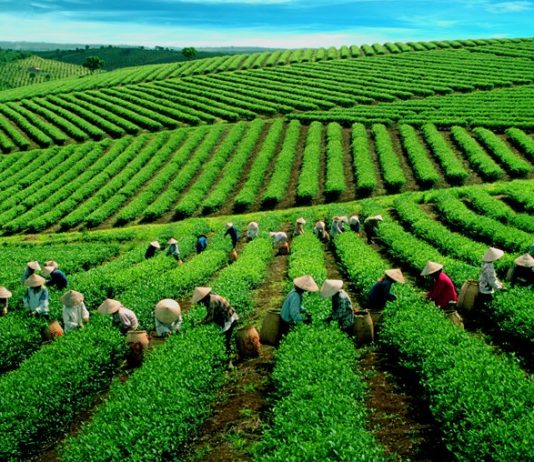 Vietnam tea, Vietnamese tea, The best vietnamese tea