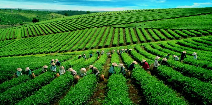 Vietnam tea, Vietnamese tea, The best vietnamese tea