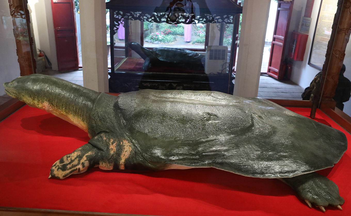 Hoan kiem lake turtle