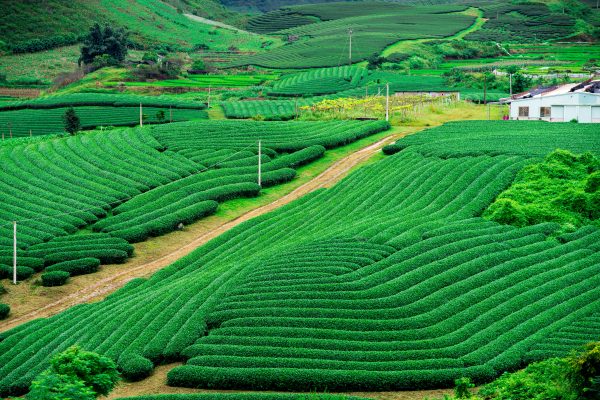 Vietnam tours, Moc Chau tours, northwest Vietnam tour