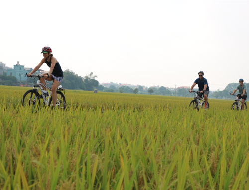 Cycling Hanoi City And Countryside 01 Day
