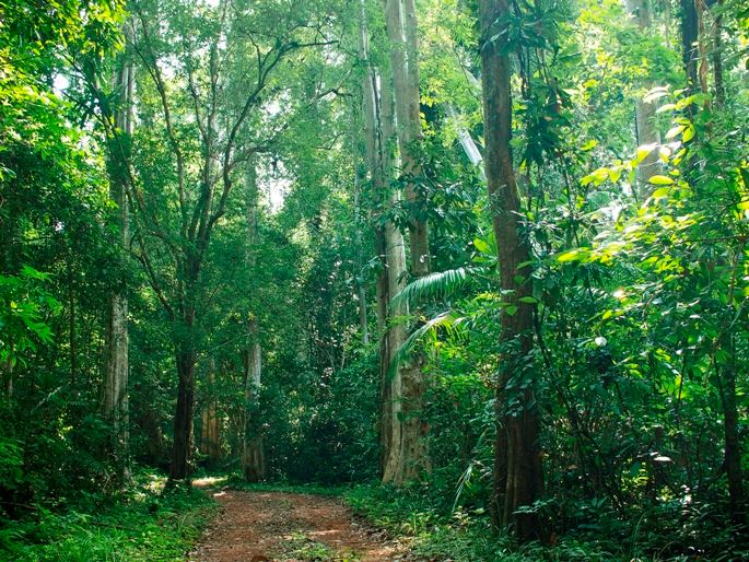 Cat Ba national park - Things to do in Cat Ba